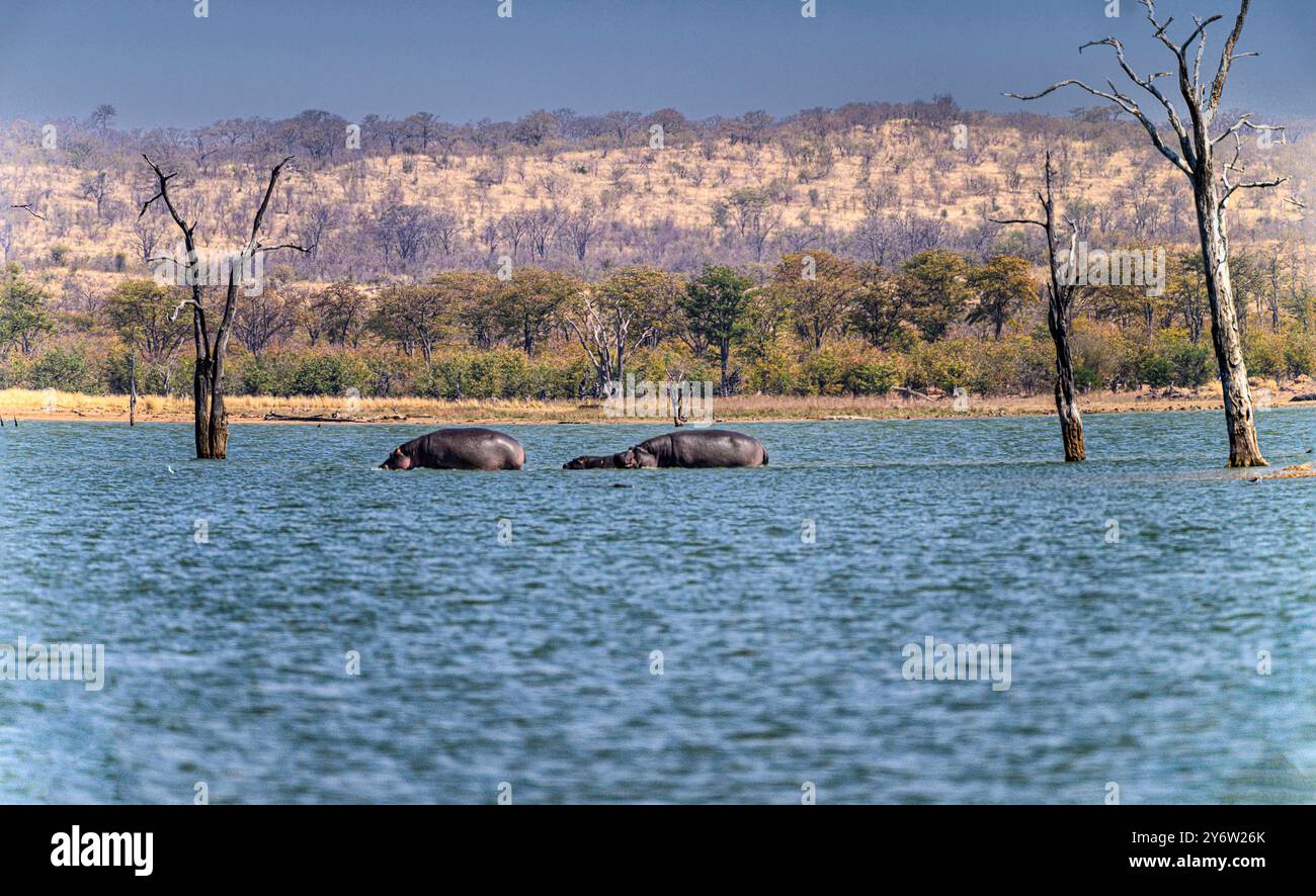 Hippopotames pataugant entre les bancs de sable du réservoir Mandavu dans le parc national de Hwange Zimbabwe Banque D'Images