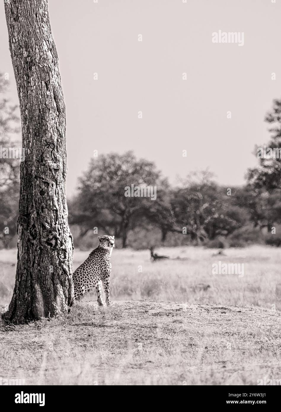 Lone Cheetah est assis à la base d'un arbre Banque D'Images