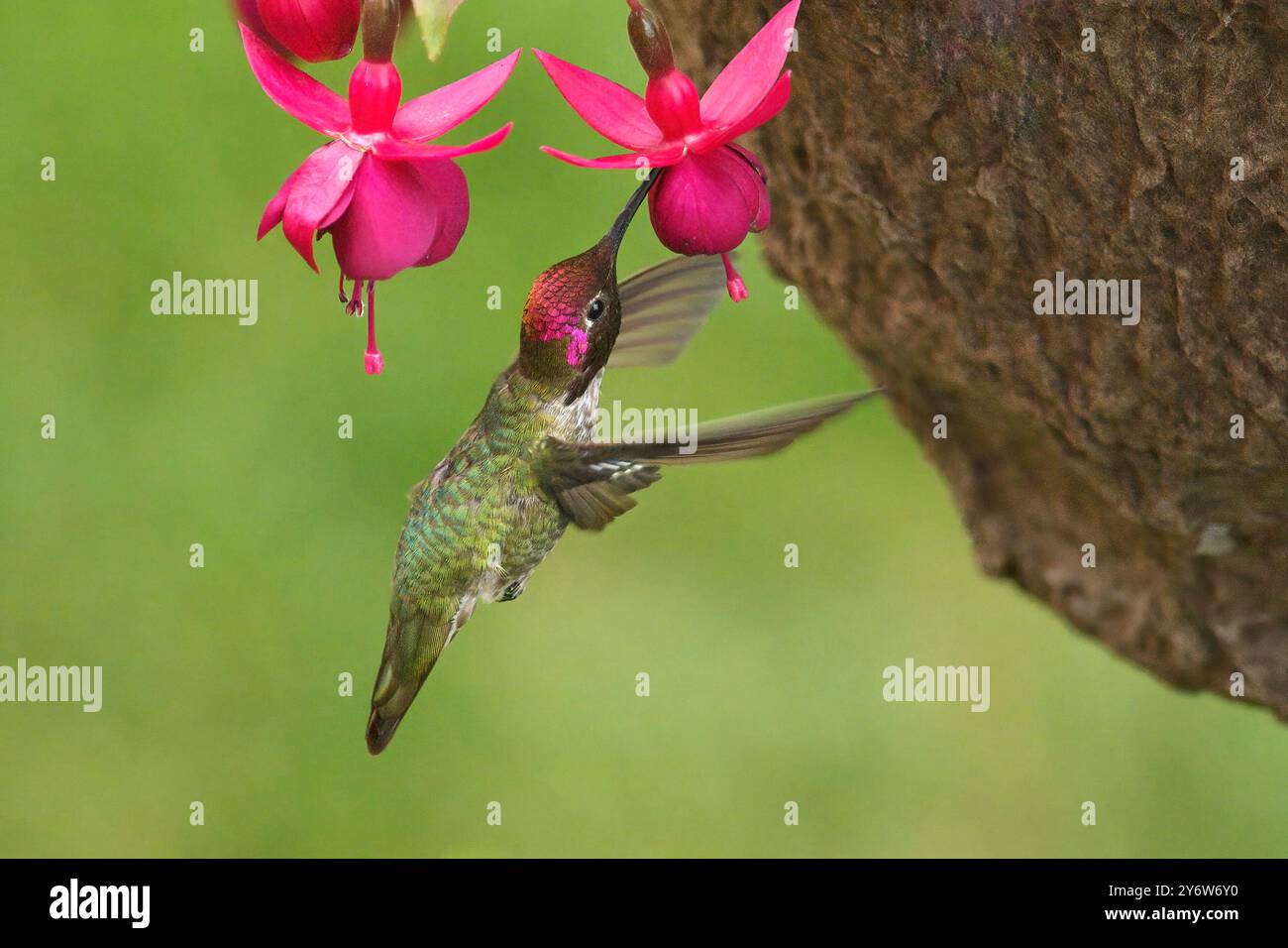Un colibri d'Anna mâle (Calypte anna) sirotant du nectar d'une fleur de fushia dans un panier suspendu. Banque D'Images