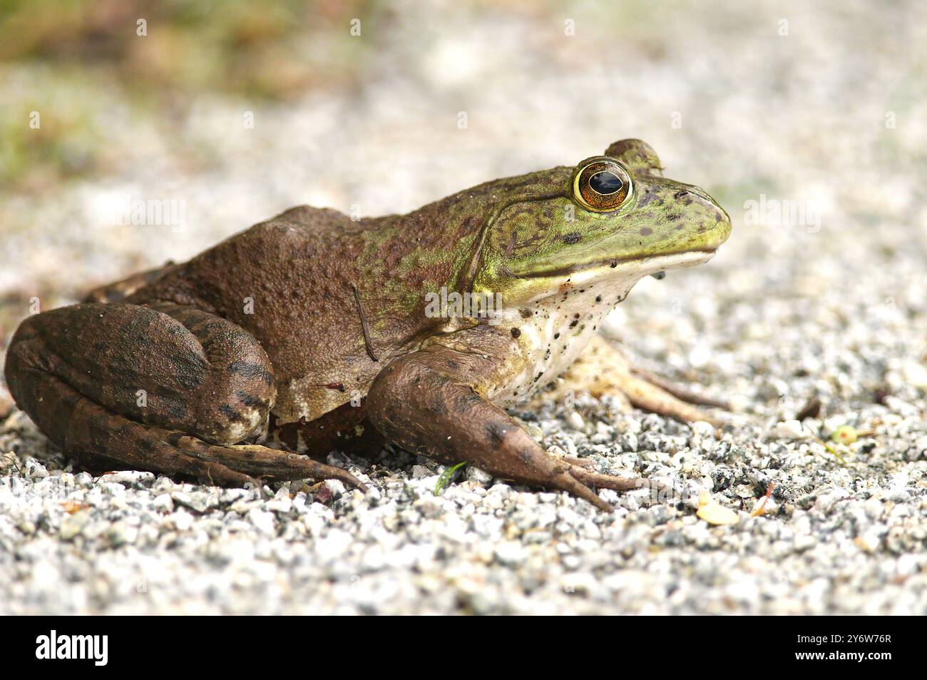 Grenouille ouarouille d'Amérique (Lithobates catesbeianus) formellement connue sous le nom de (Rana catesbeiana) - grande femelle adulte - vue latérale sur un chemin de gravier. Banque D'Images