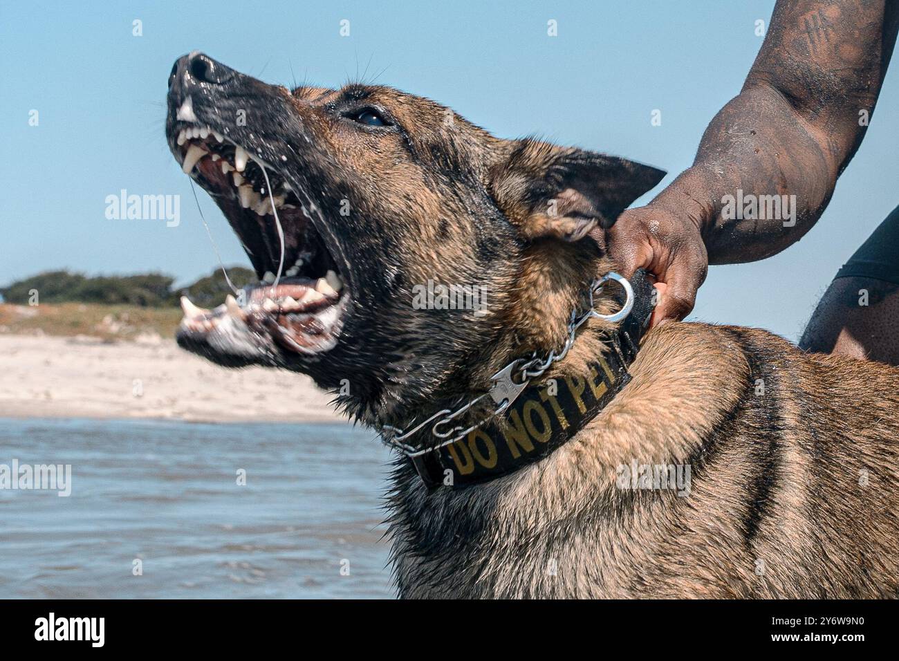 Chien de travail militaire du corps des Marines américain Tevez, effectue une formation de patrouille à la Naval Air Station North Island San Diego, Californie, le 10 septembre 2024. La formation sur la plage est menée pour améliorer la capacité des chiens de travail militaires à opérer dans différents environnements. (Photo du corps des Marines des États-Unis par le caporal Sarah M. Grawcock) Banque D'Images