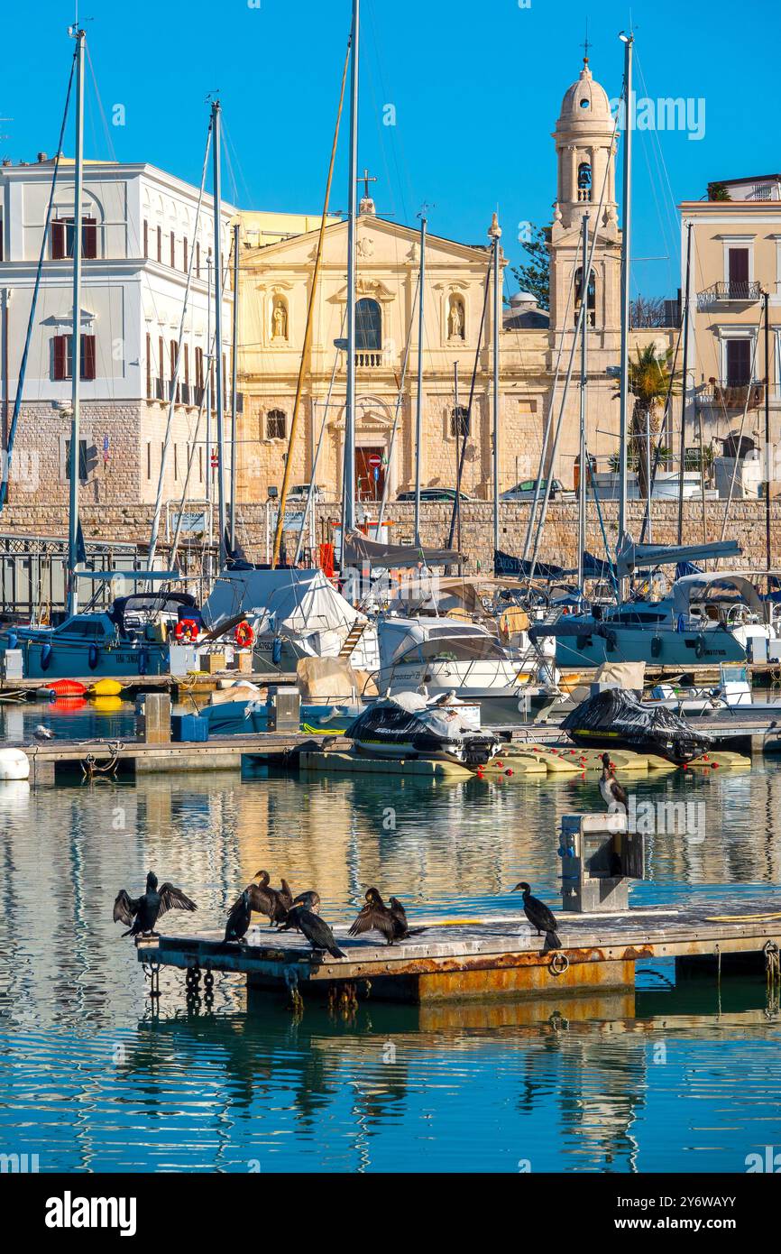 Un troupeau de grands cormorans (Phalacrocorax carbo) est perché sur un quai dans le port de Trani, en Italie Banque D'Images