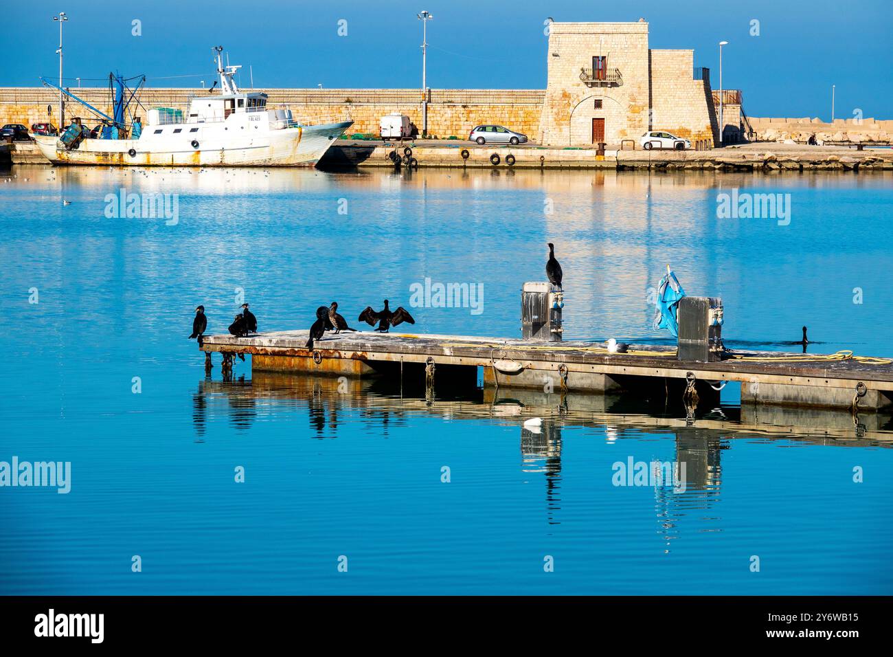 Un troupeau de grands cormorans (Phalacrocorax carbo) est perché sur un quai dans le port de Trani, en Italie Banque D'Images
