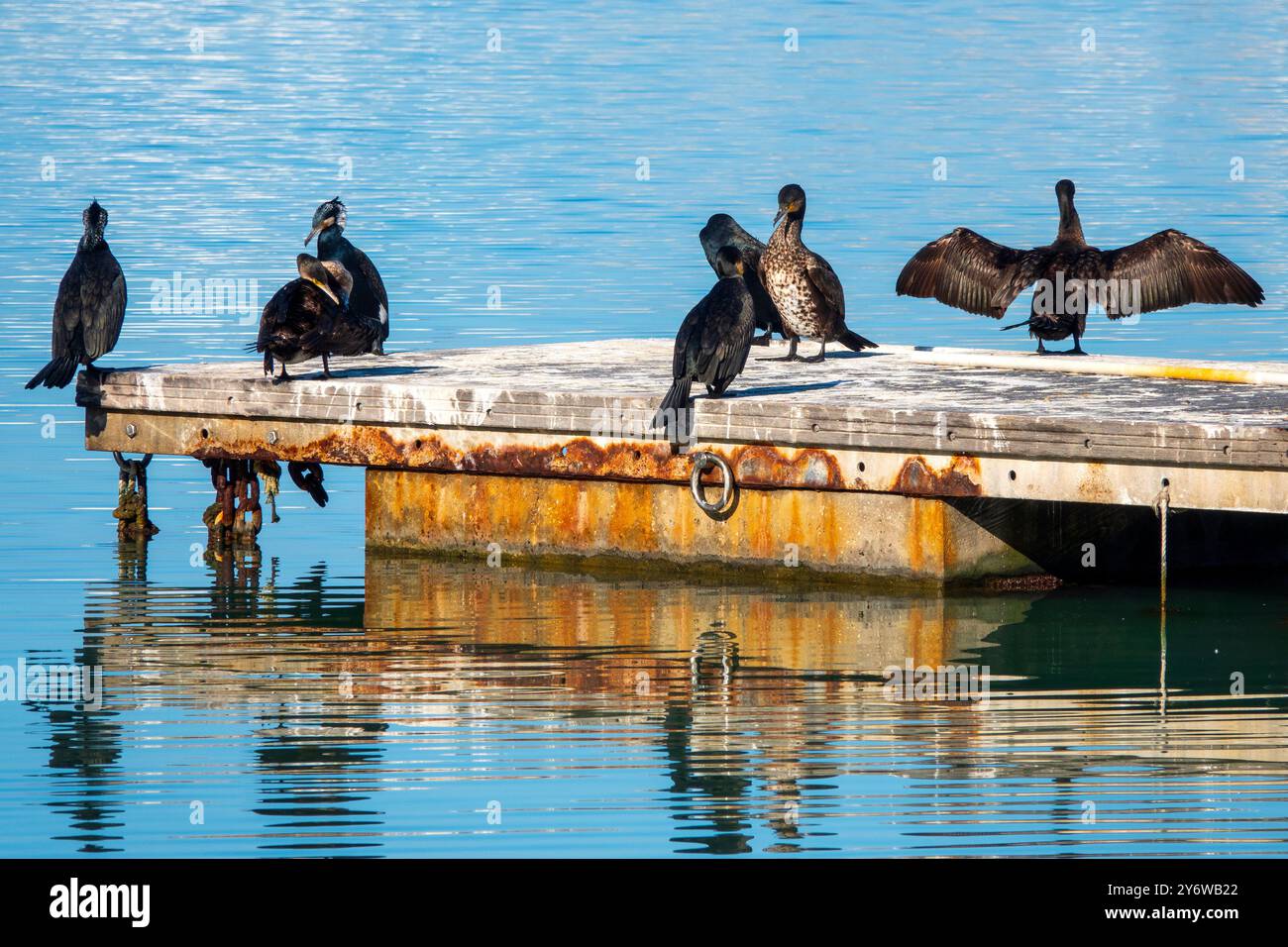 Un troupeau de grands cormorans (Phalacrocorax carbo) est perché sur un quai dans le port de Trani, en Italie Banque D'Images