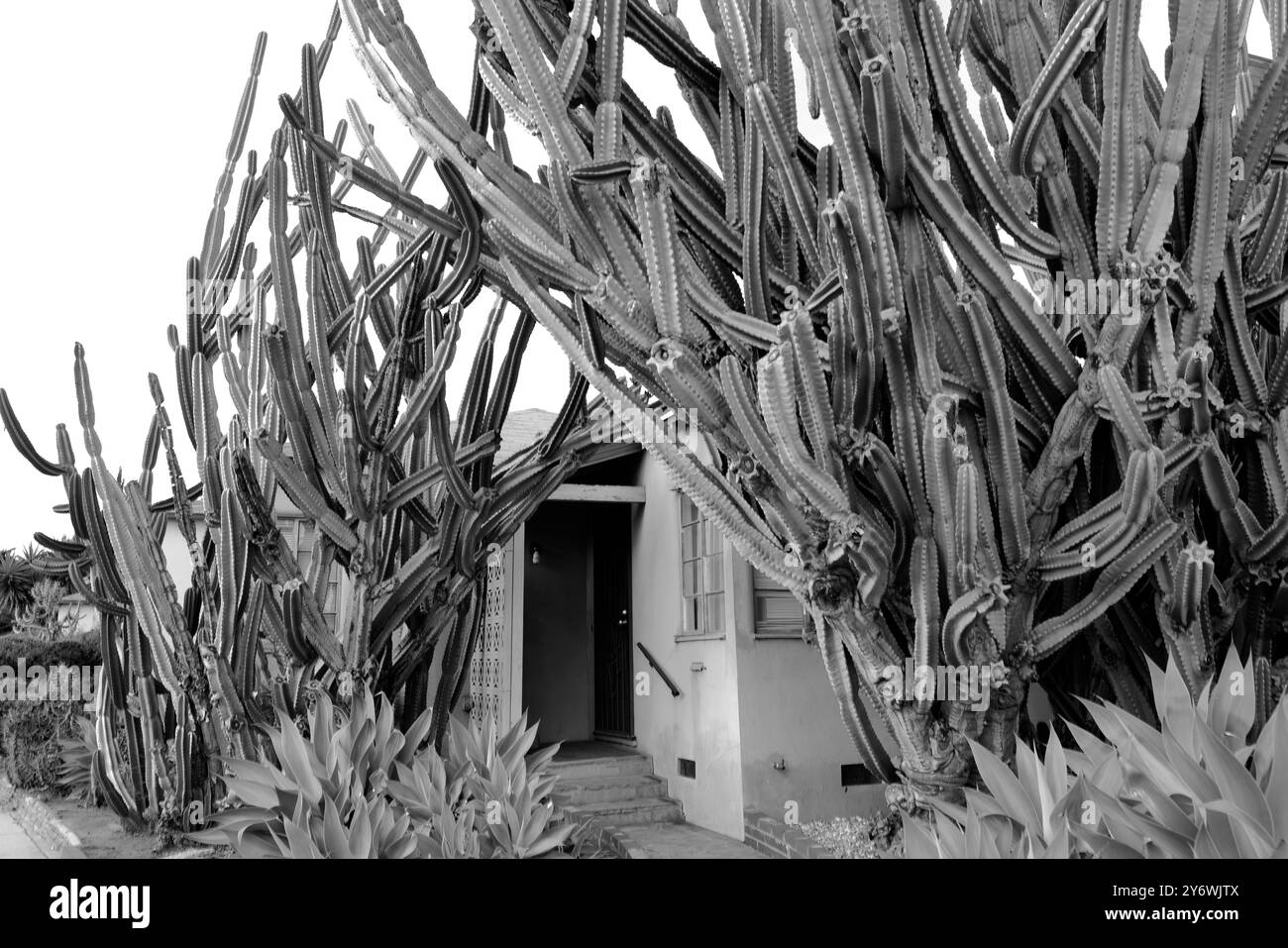 D'imposants cactus entourent une maison dans un cadre urbain, fusionnant harmonieusement nature et architecture dans un affichage saisissant de formes organiques. Banque D'Images