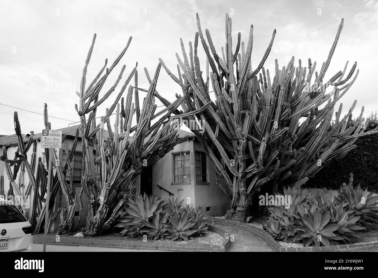 D'imposants cactus entourent une maison dans un cadre urbain, fusionnant harmonieusement nature et architecture dans un affichage saisissant de formes organiques. Banque D'Images