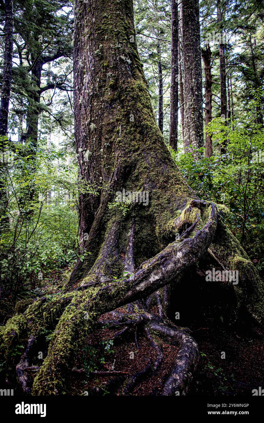 Maka Reservation, Washington, États-Unis. 25 septembre 2024. Il y a beaucoup de beauté naturelle sur le sentier Cape Flattery. Cape Flattery est le point le plus au nord-ouest des États-Unis contigus. C'est dans le comté de Clallam, dans l'État de Washington, sur la péninsule olympique, que le détroit de Juan de Fuca rejoint l'océan Pacifique. Elle fait également partie de la réserve Makah et constitue la limite nord du sanctuaire marin national Olympic Coast. (Crédit image : © Bruce Chambers/ZUMA Press Wire) USAGE ÉDITORIAL SEULEMENT! Non destiné à UN USAGE commercial ! Banque D'Images