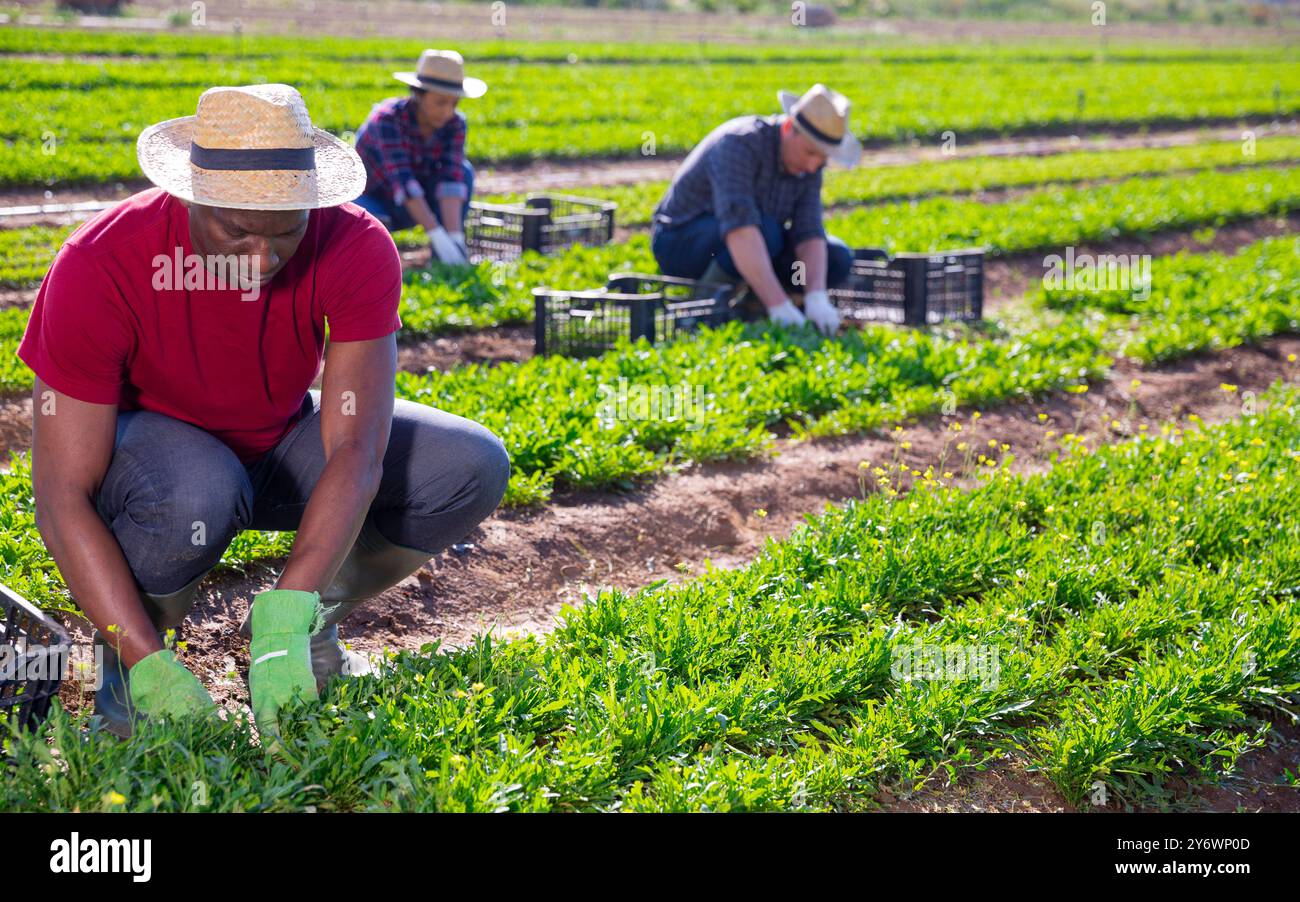 L'horticulteur afro-américain récolte d'arugula Banque D'Images