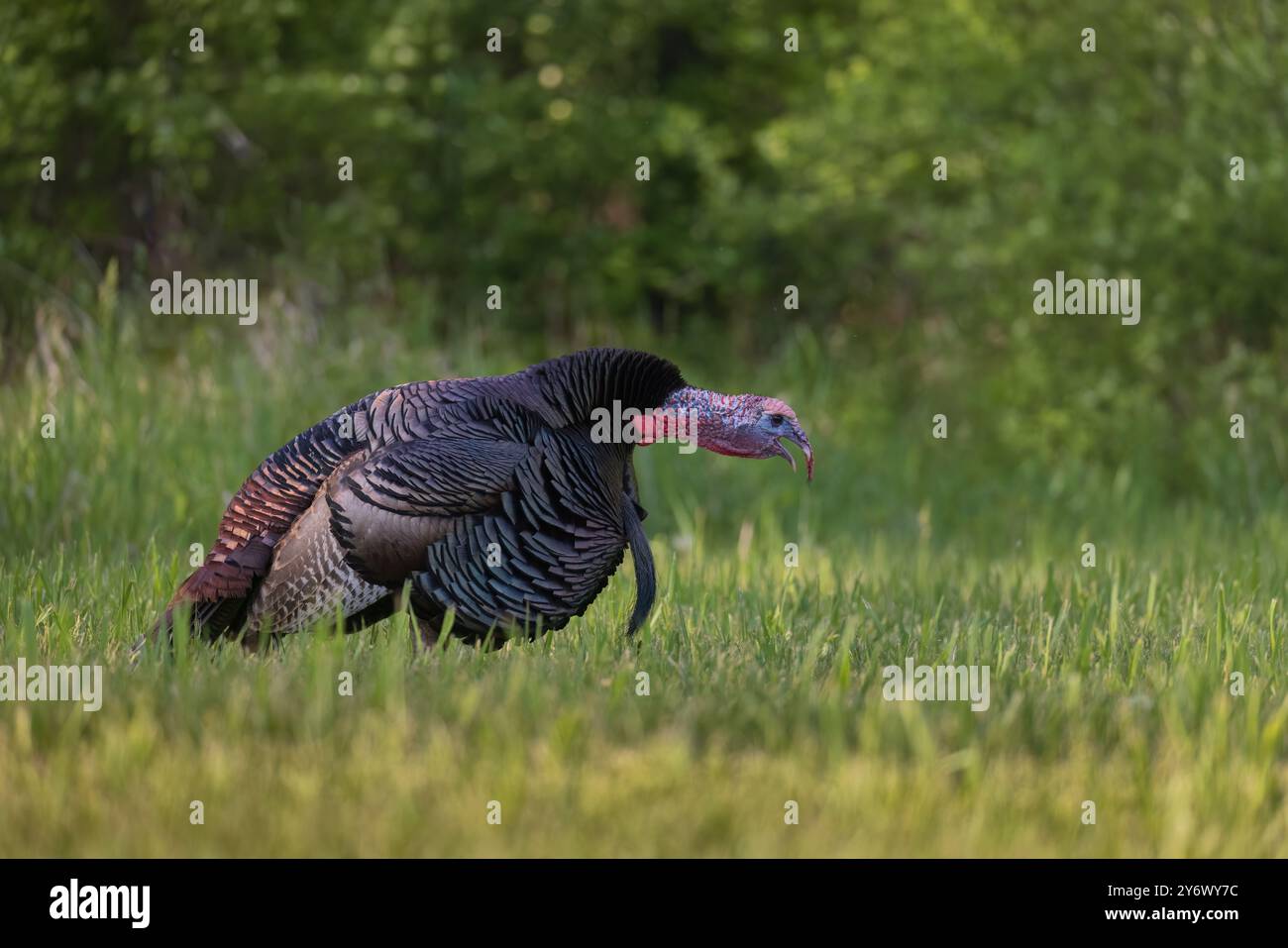 Tom dinde gobant un soir de mai dans le nord du Wisconsin. Banque D'Images