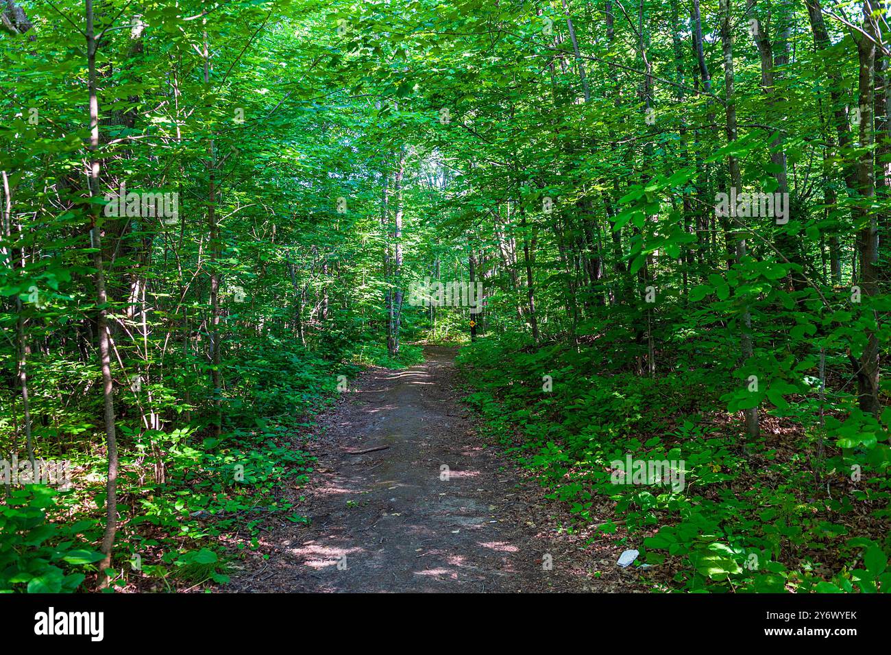 Sentier à travers une forêt épaisse Banque D'Images