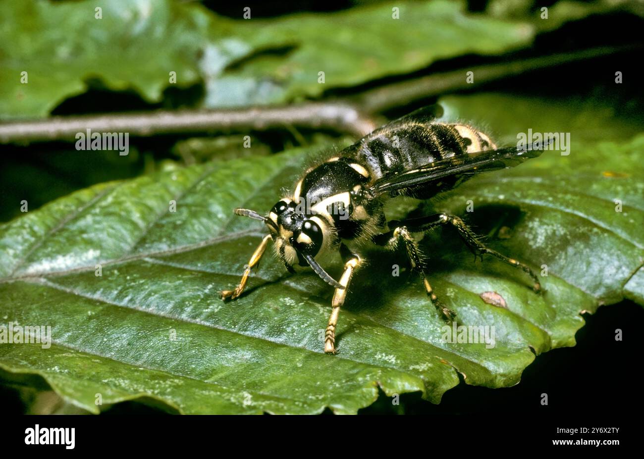 Frelon à face chauve (Vespula maculata) Banque D'Images