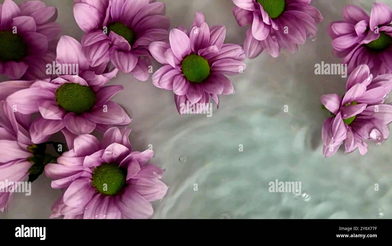 Fleurs de chrysanthène flottant dans l'eau. Fleurs violettes de chrysanthème dans l'eau Banque D'Images