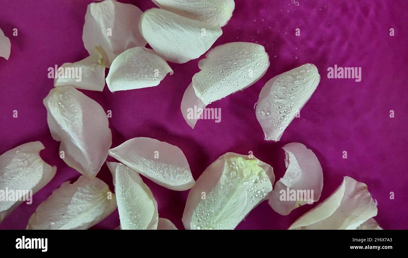 Les pétales de rose blanche se déplacent dans l'eau. Les gouttes de pluie tombent sur les pétales de rose blanche. Le concept de cosmétique, de bien-être, de spa et d’auto-soins. Banque D'Images