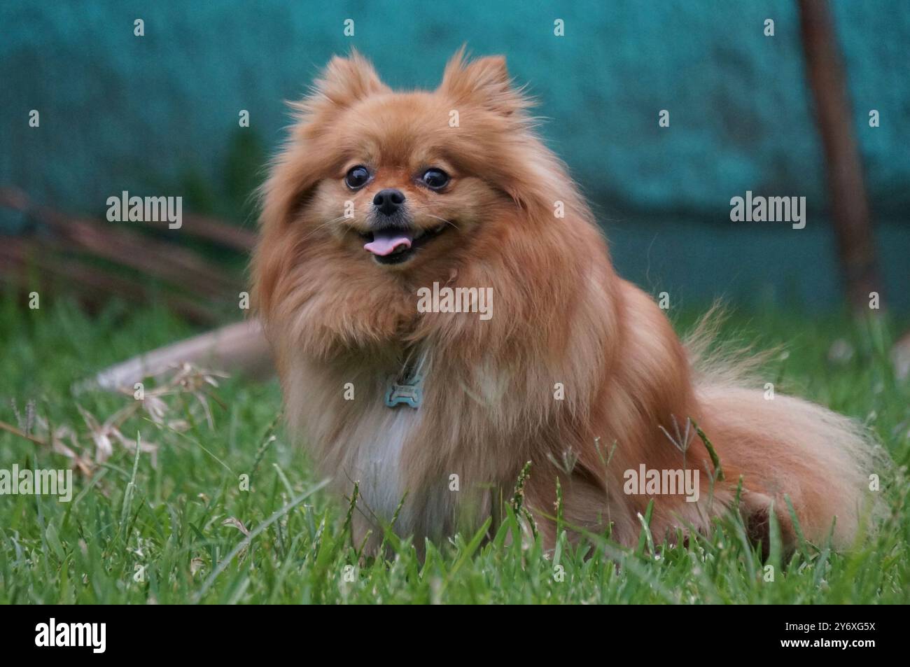 Orange Pomeranian jouant dehors Banque D'Images