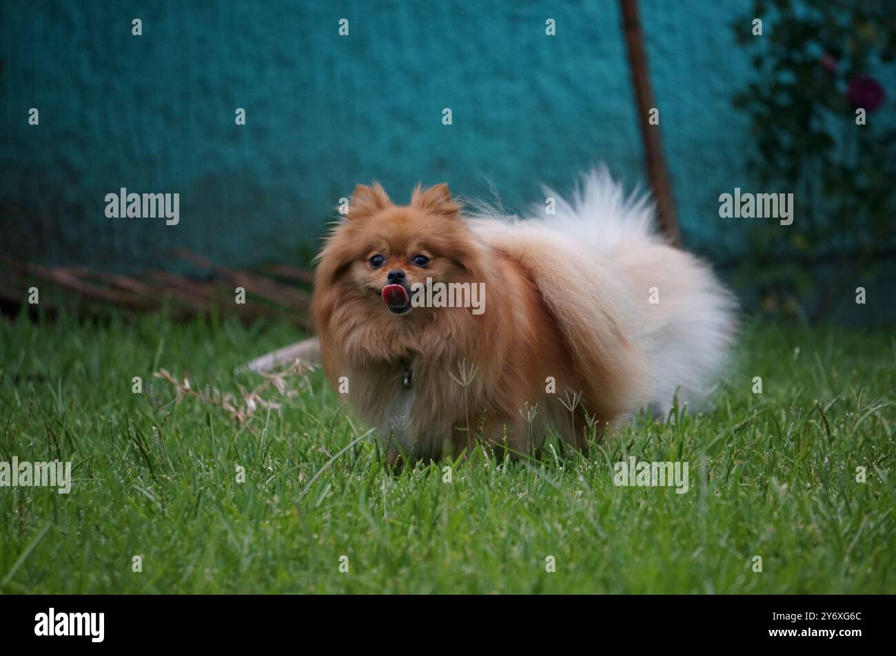 Orange Pomeranian jouant dehors Banque D'Images