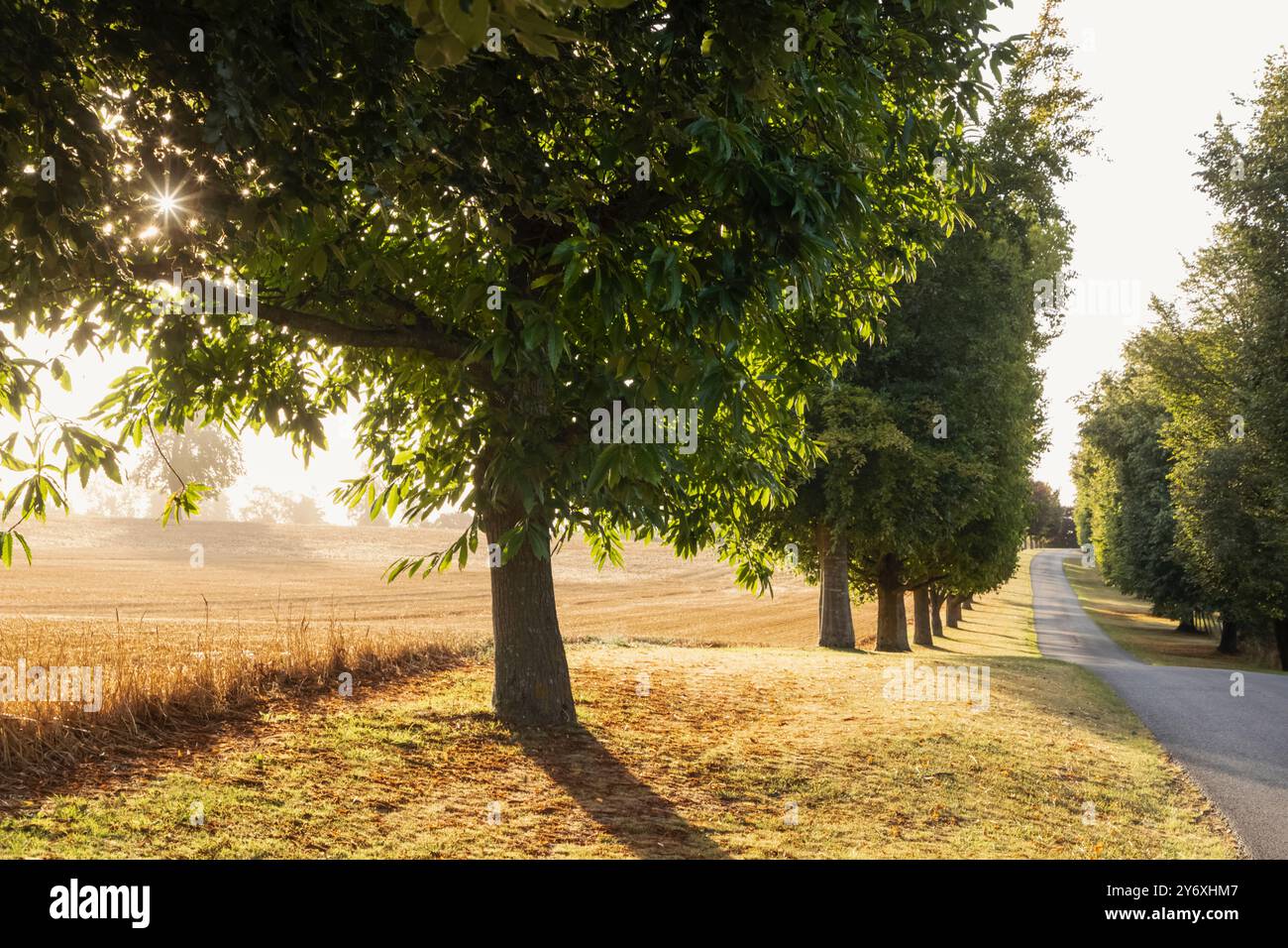 Angleterre, Kent, Ashford, Eastwell, Eastwell Park, arbres et route Banque D'Images