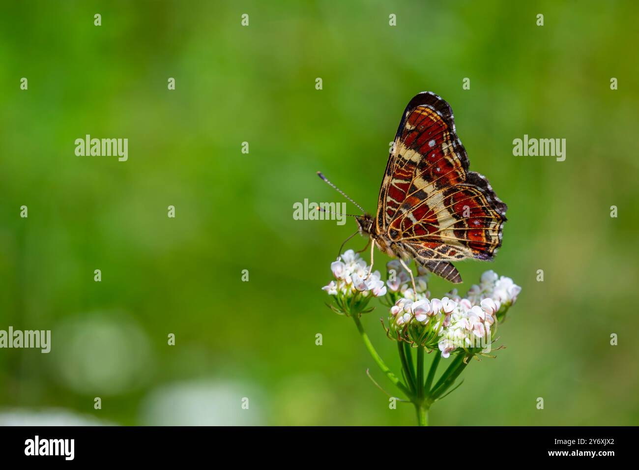 Carte alimentation papillon sur fleur, carte européenne, Araschnia levana Banque D'Images