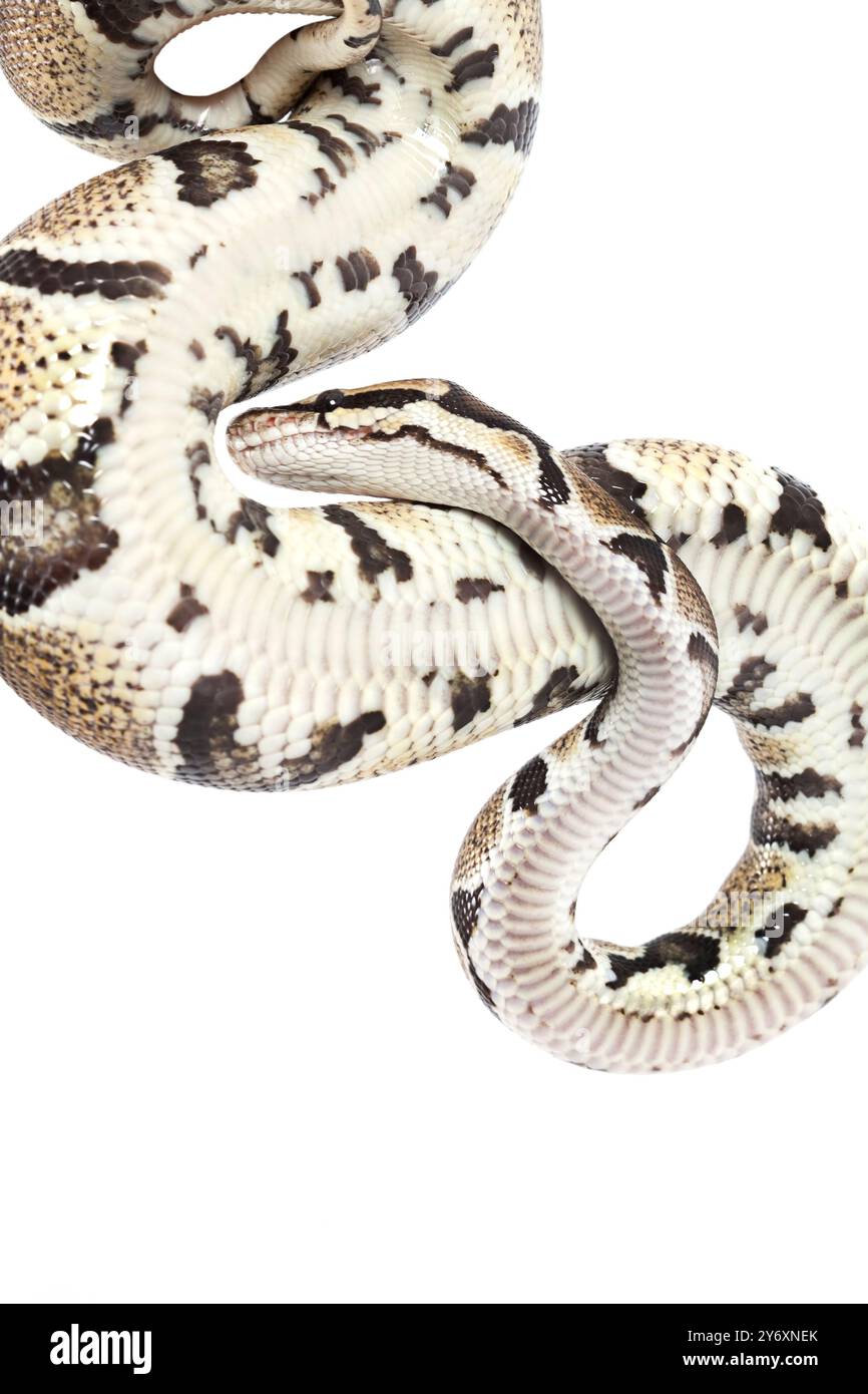 Serpent Royal Python isolé sur fond blanc Banque D'Images