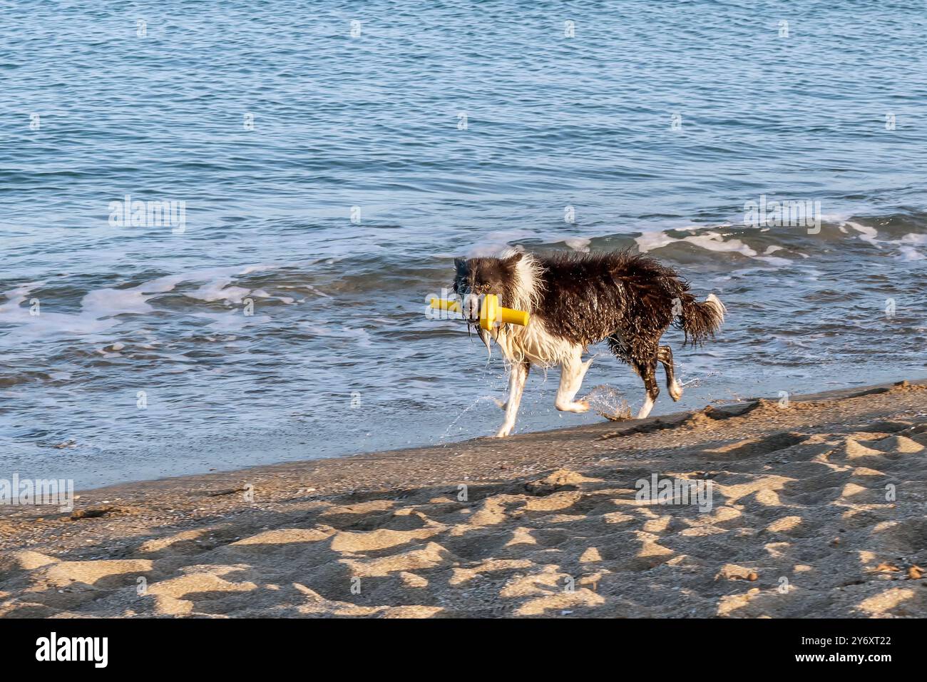 Un beau chien noir et blanc court le long du rivage d'une plage de sable avec un jouet jaune dans sa bouche Banque D'Images