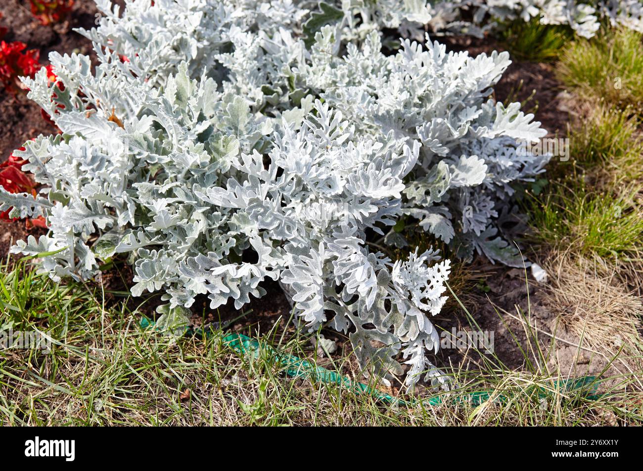 Belle poussière d'argent Cineraria maritima dans le parc de la ville, heure d'automne. Fond naturel de la plante cineraria, foyer sélectif Banque D'Images