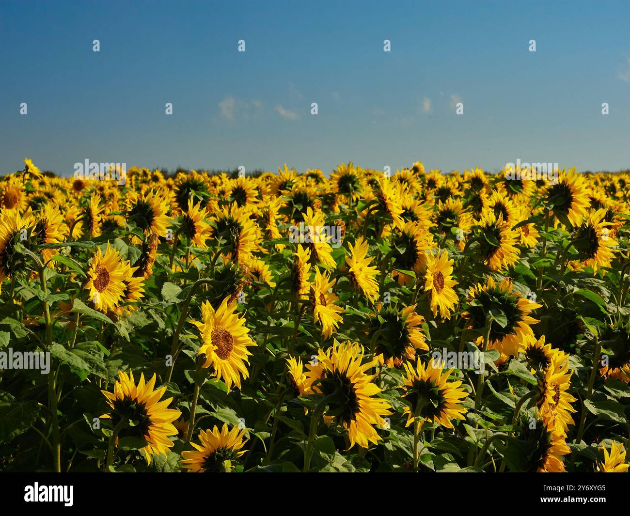 Un champ de tournesols contre un ciel bleu Banque D'Images
