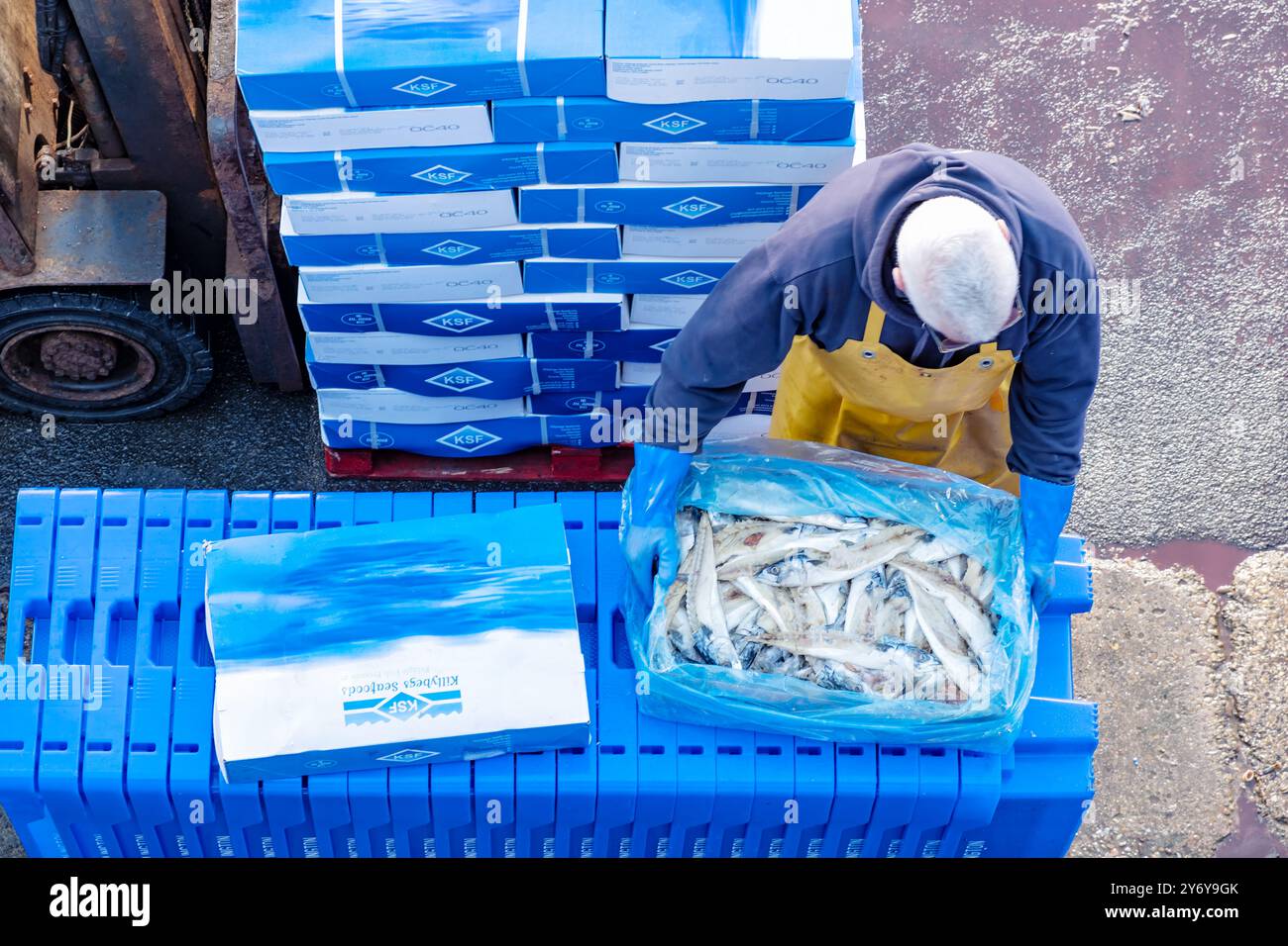 Bridlington, Royaume-Uni. Poisson de maquereau congelé ajouté à des plateaux en plastique destinés à être utilisés comme appâts pour les casiers de homard et de crabe pour la pêche aux coquillages dans les eaux locales Banque D'Images