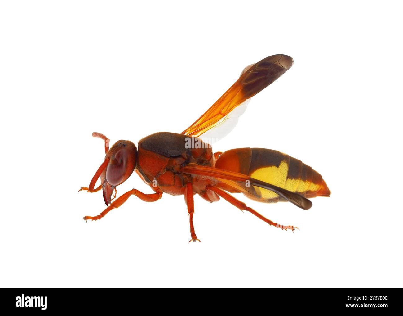 Guêpe de potier méditerranéenne isolée sur fond blanc, Rhynchium oculatum Banque D'Images