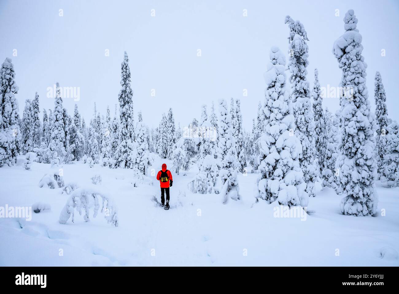 Forêt enneigée et gelée par un jour d'hiver brumeux à la montagne Riisitunturi dans le parc national Riisitunturi (Posio, Laponie, Finlande) Banque D'Images