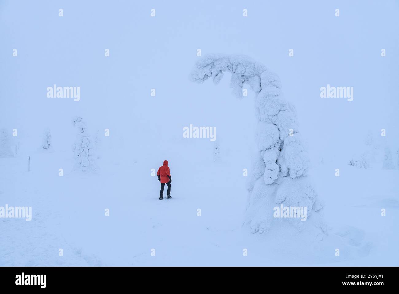 Forêt enneigée et gelée par un jour d'hiver brumeux à la montagne Riisitunturi dans le parc national Riisitunturi (Posio, Laponie, Finlande) Banque D'Images