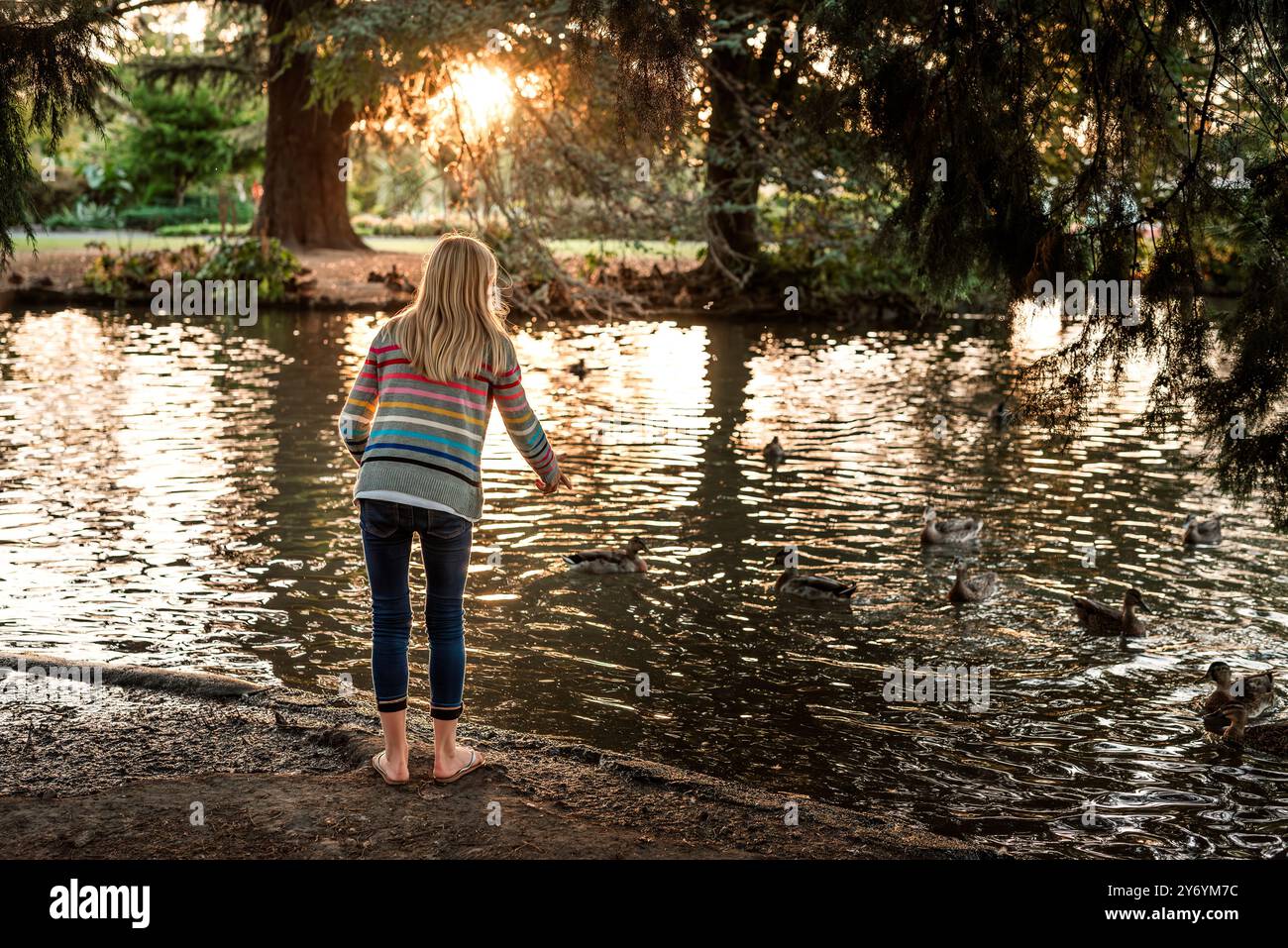 Adolescent nourrissant des canards dans l'étang au crépuscule Banque D'Images