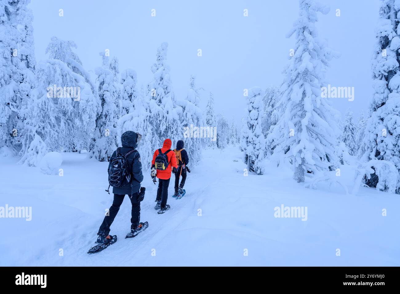 Forêt enneigée et gelée par un jour d'hiver brumeux à la montagne Riisitunturi dans le parc national Riisitunturi (Posio, Laponie, Finlande) Banque D'Images