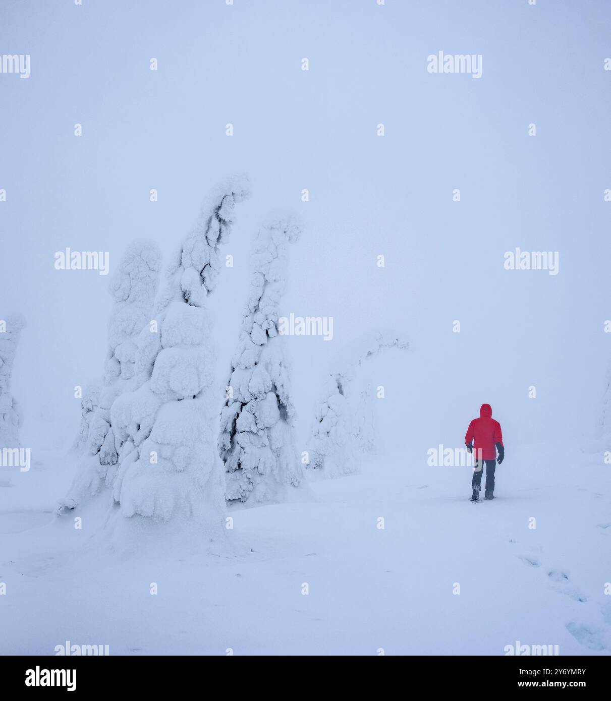 Forêt enneigée et gelée par un jour d'hiver brumeux à la montagne Riisitunturi dans le parc national Riisitunturi (Posio, Laponie, Finlande) Banque D'Images