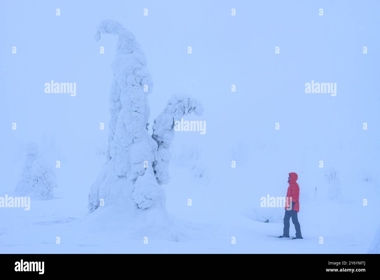 Forêt enneigée et gelée par un jour d'hiver brumeux à la montagne Riisitunturi dans le parc national Riisitunturi (Posio, Laponie, Finlande) Banque D'Images