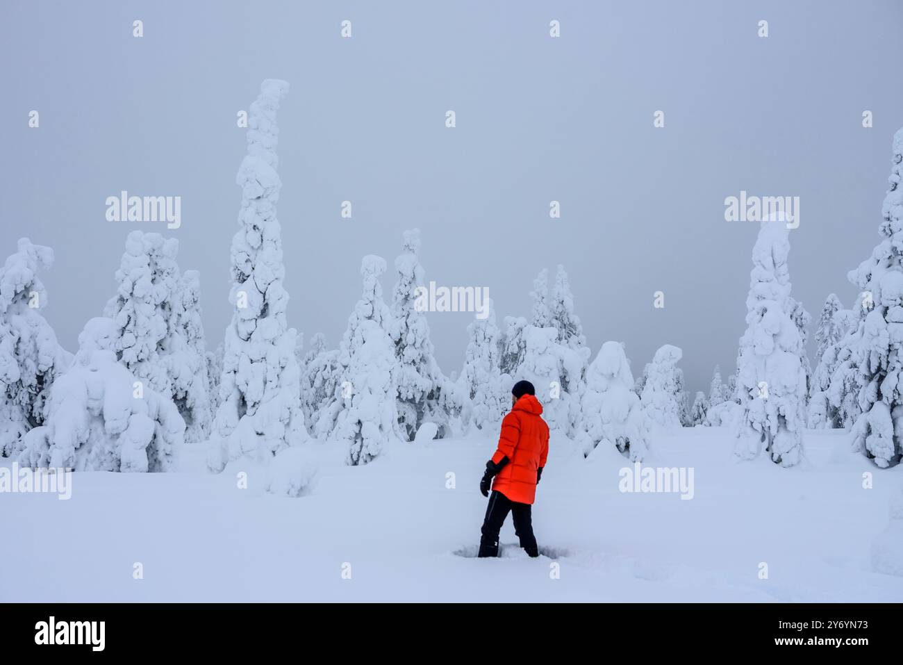 Forêt enneigée et gelée par un jour d'hiver brumeux à la montagne Riisitunturi dans le parc national Riisitunturi (Posio, Laponie, Finlande) Banque D'Images