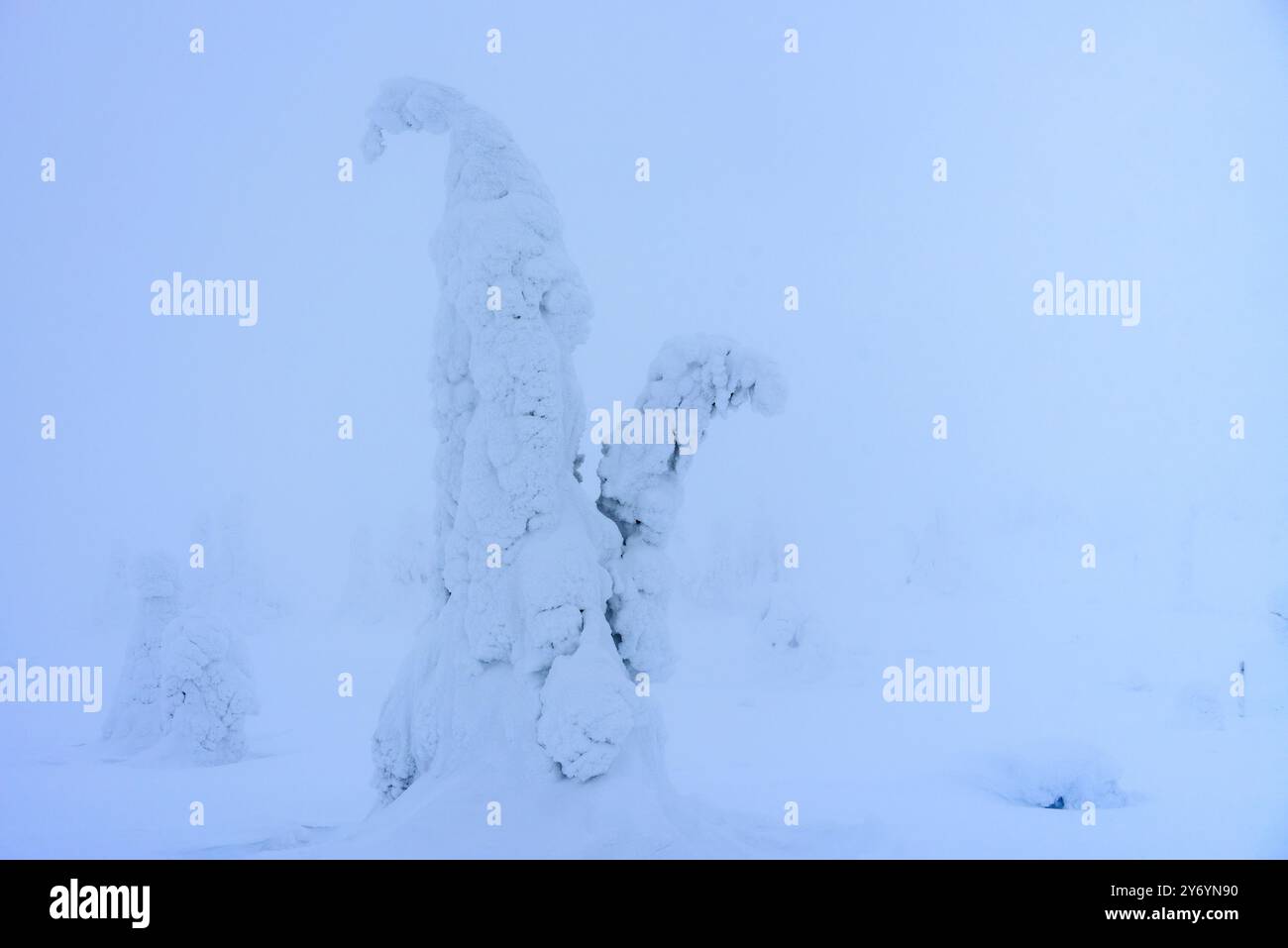 Forêt enneigée et gelée par un jour d'hiver brumeux à la montagne Riisitunturi dans le parc national Riisitunturi (Posio, Laponie, Finlande) Banque D'Images