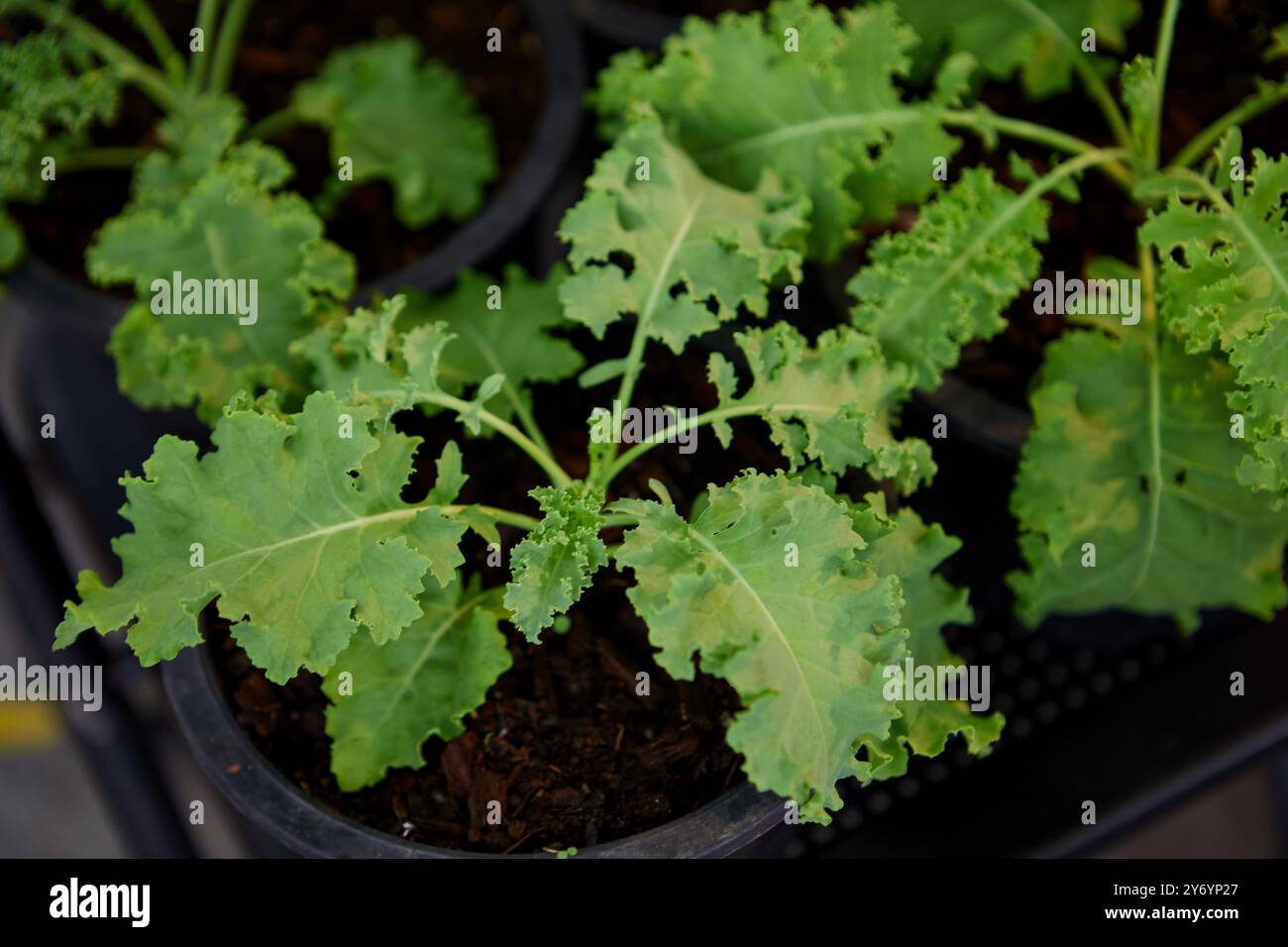 Le chou vert organique grandit dans une plante en pot Banque D'Images