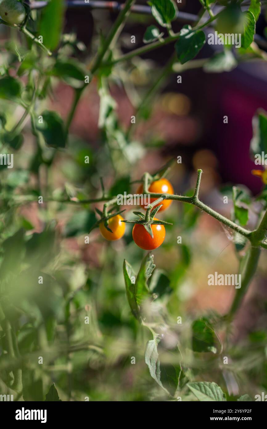 Tomates cerises mûrissant sur la vigne dans un jardin Banque D'Images