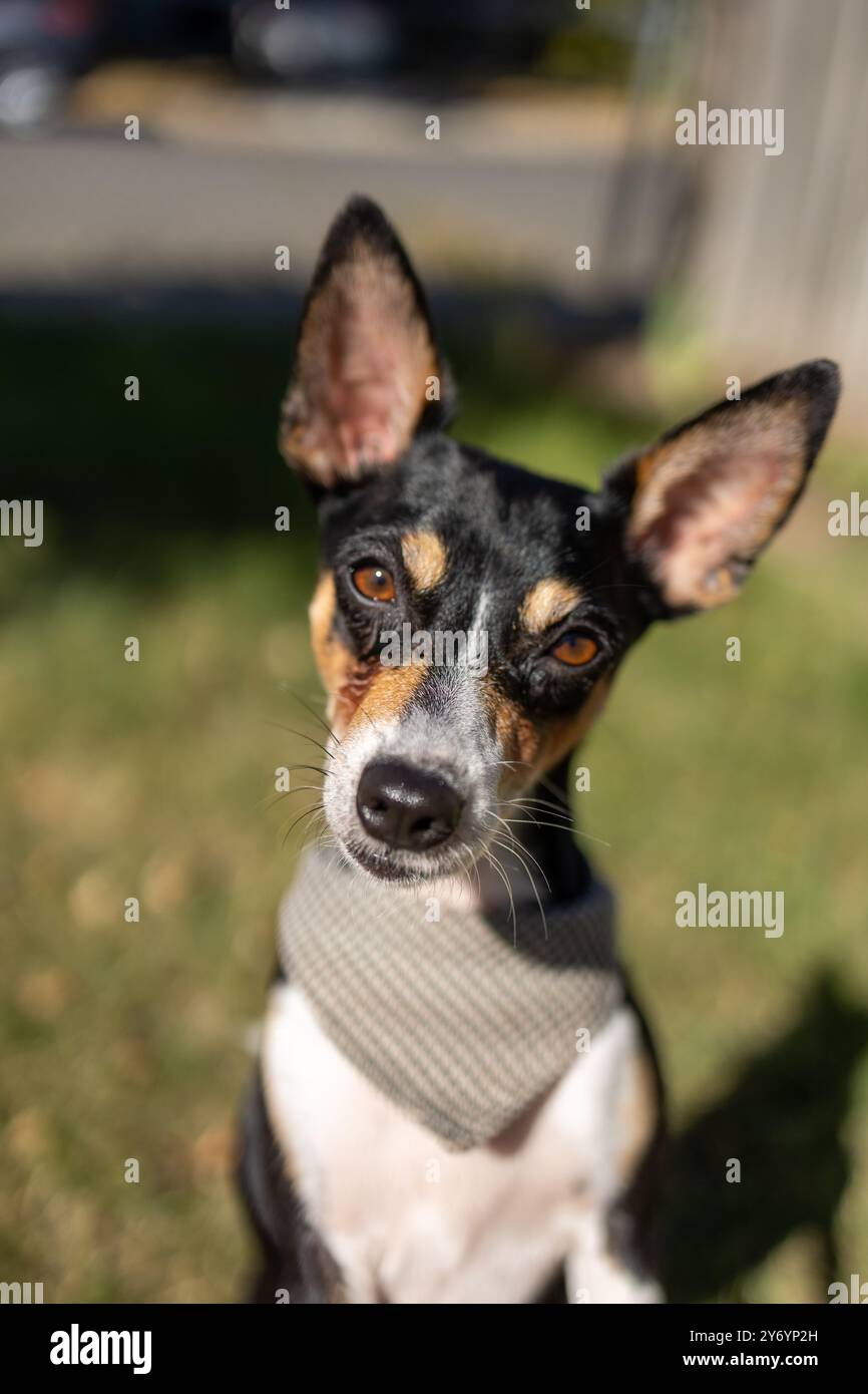 Gros plan d'un petit chien avec de grandes oreilles et un bandana, à l'extérieur Banque D'Images Gros plan d'un petit chien avec de grandes oreilles et un bandana, à l'extérieur Banque D'Images