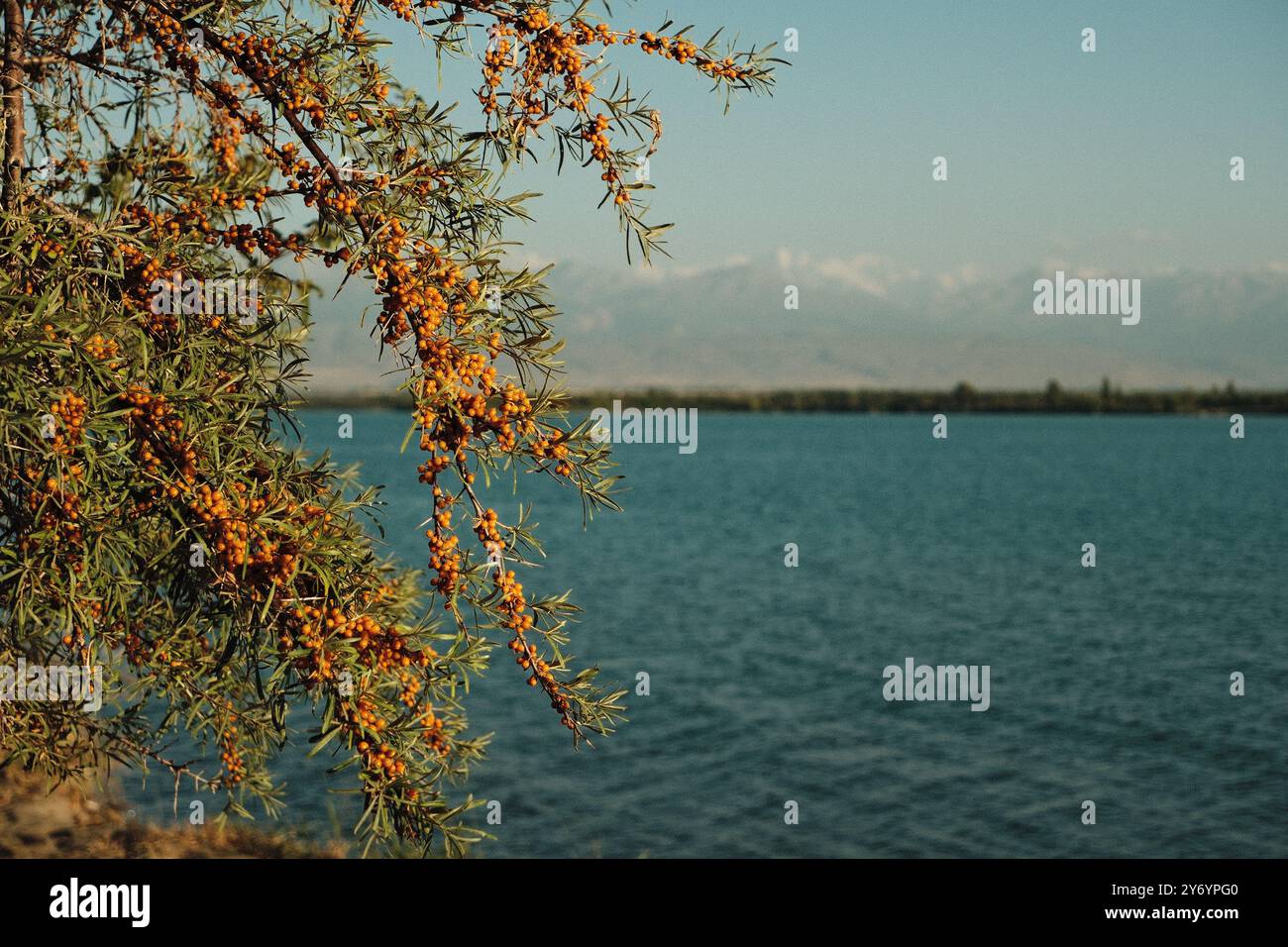 Baies d'argousier vibrantes le long du rivage du lac issyk-kul Banque D'Images