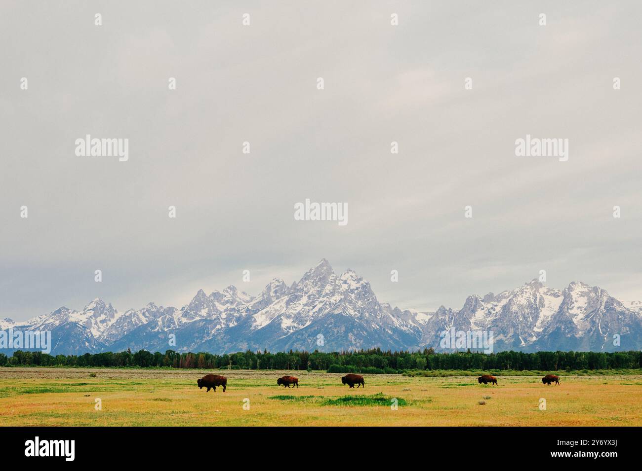 Les bisons traversent les plaines en face des montagnes Teton. Banque D'Images