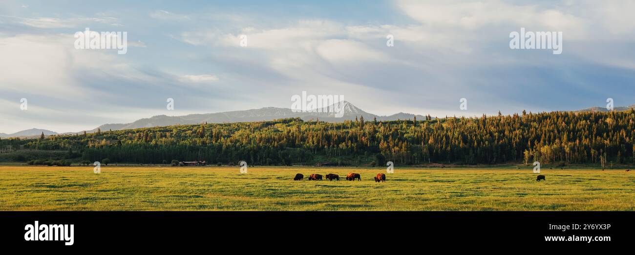Les bisons paissent dans un champ ouvert à l'intérieur du parc national de Teton. Banque D'Images