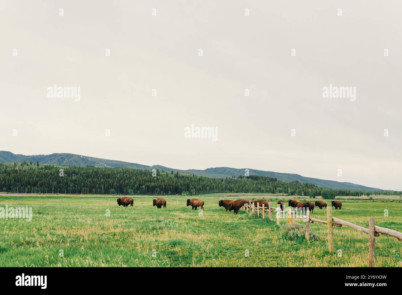 Bison saute par-dessus une clôture à l'intérieur du parc national de Grand Teton. Banque D'Images