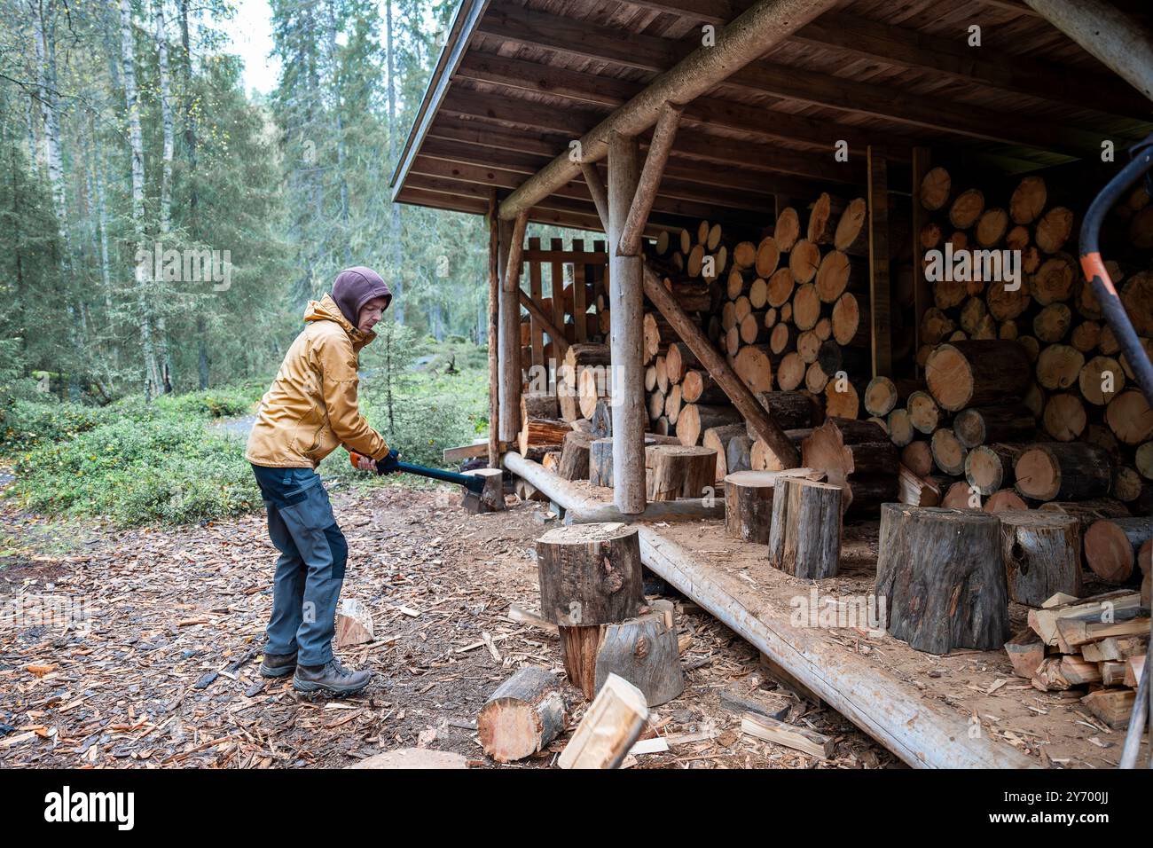 homme coupant du bois de chauffage avec une hache pour faire un feu dans la forêt Banque D'Images