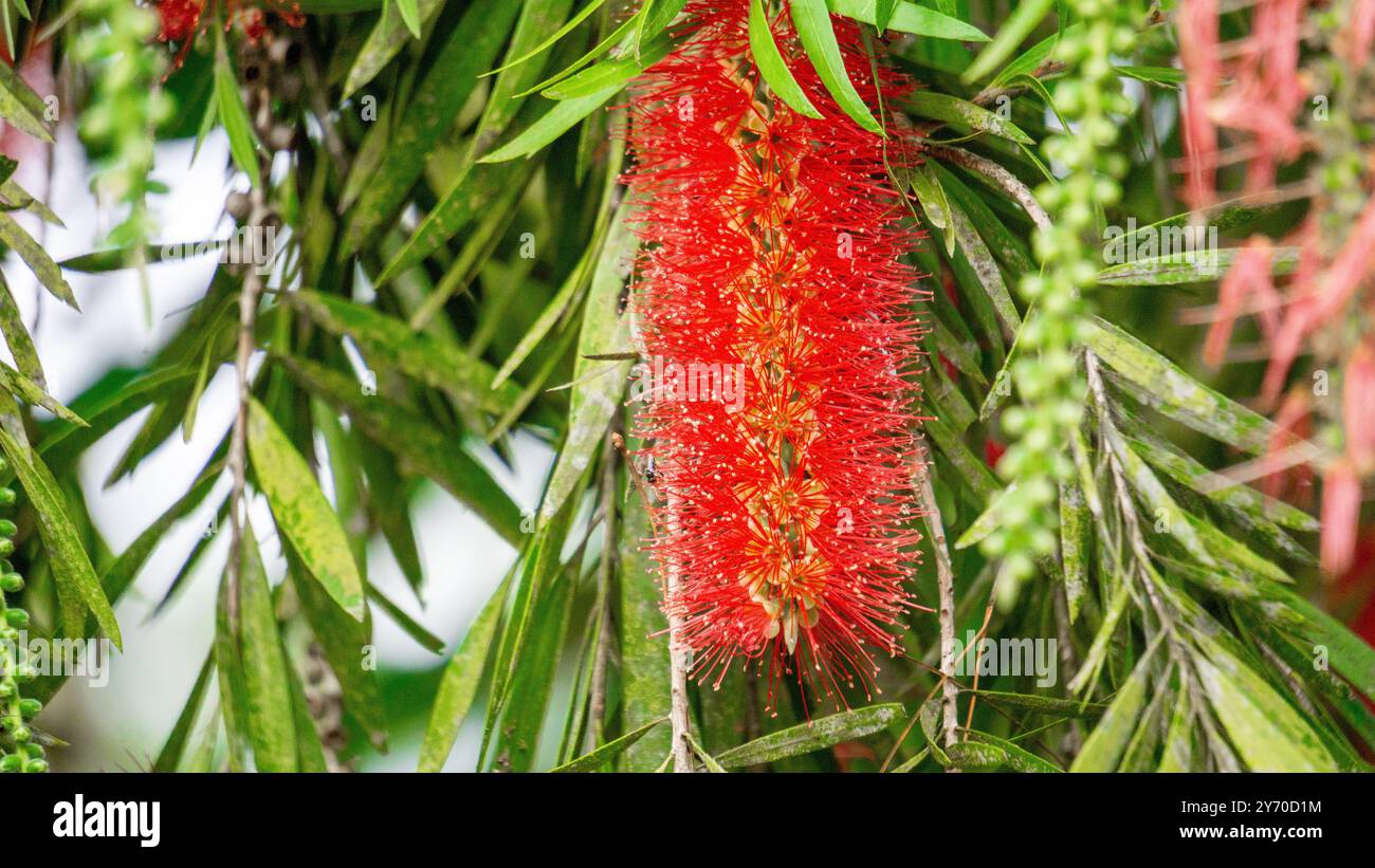 Melaleuca leucadendra (Kayu putih, Melaleuca leucadendron, écorce de papier pleurante, écorce de papier à feuilles longues, écorce de papier blanche, cajuput oil) plante. Banque D'Images