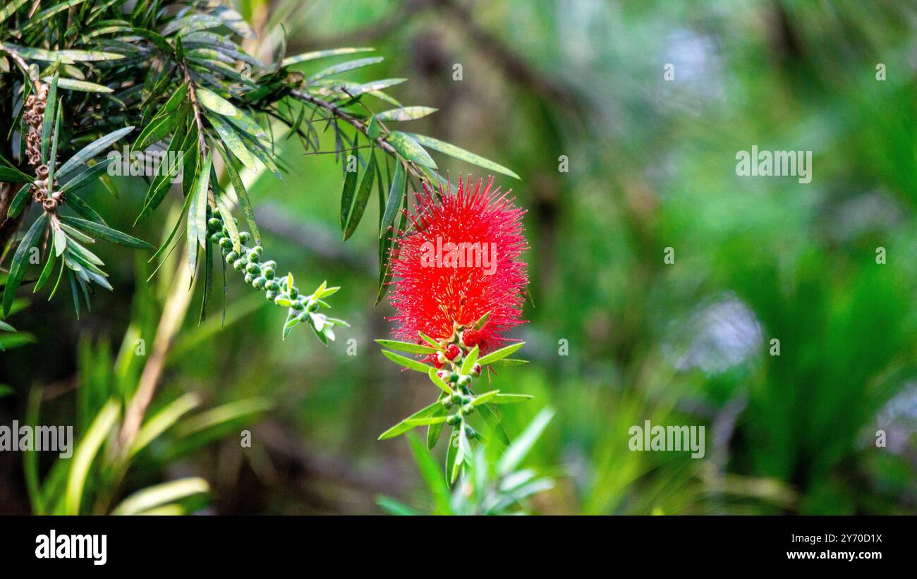 Melaleuca leucadendra (Kayu putih, Melaleuca leucadendron, écorce de papier pleurante, écorce de papier à feuilles longues, écorce de papier blanche, cajuput oil) plante. Banque D'Images