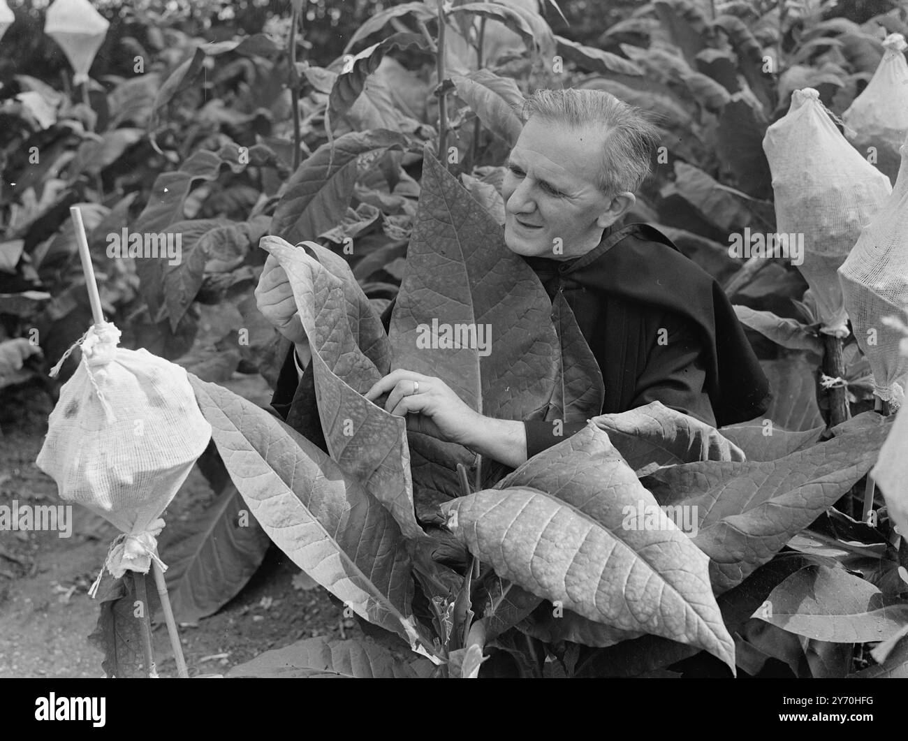 FEUILLES QUI ÉCONOMISENT DES DOLLARS le révérend Hugh Cuthbertson ne se contente pas de sauver des âmes - il est très désireux d'économiser des dollars pour son pays. Dans son ancien presbytère de Tiltey Abbey , près de Dunmow dans l' Essex , il cultive son propre tabac - et a encouragé quelques milliers d' autres Britanniques à faire de même . Le révérend Cuthbertson est président de la National amateur Tobacco Growers Association - qu'il a planifié autour d'une tasse de thé après le dîner dans la cuisine de son presbytère Essex. Maintenant, l'Association représente 7 000 producteurs de tabac , a des membres dans le monde entier , fournit un conseil Banque D'Images