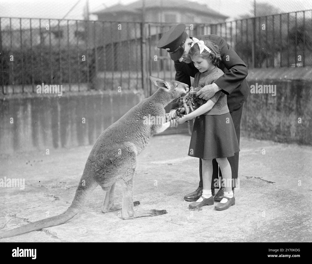 C'est Un BON BOUQUET -- c'est une pensée qui pourrait arriver à CREUSER , un kangourou rouge qui est récemment arrivé au zoo de Londres depuis Toranga Zoo , Sydney , Australie , car on lui donne deux expressions pratiques de la bonne volonté britannique, Une amicale ' poignée de main ' de KATHLEEN GOOLD de Palmers Green (Londres ) , une jeune visiteuse de six ans au zoo , et un repas de carottes juteuses . 13 mai 1949 Banque D'Images