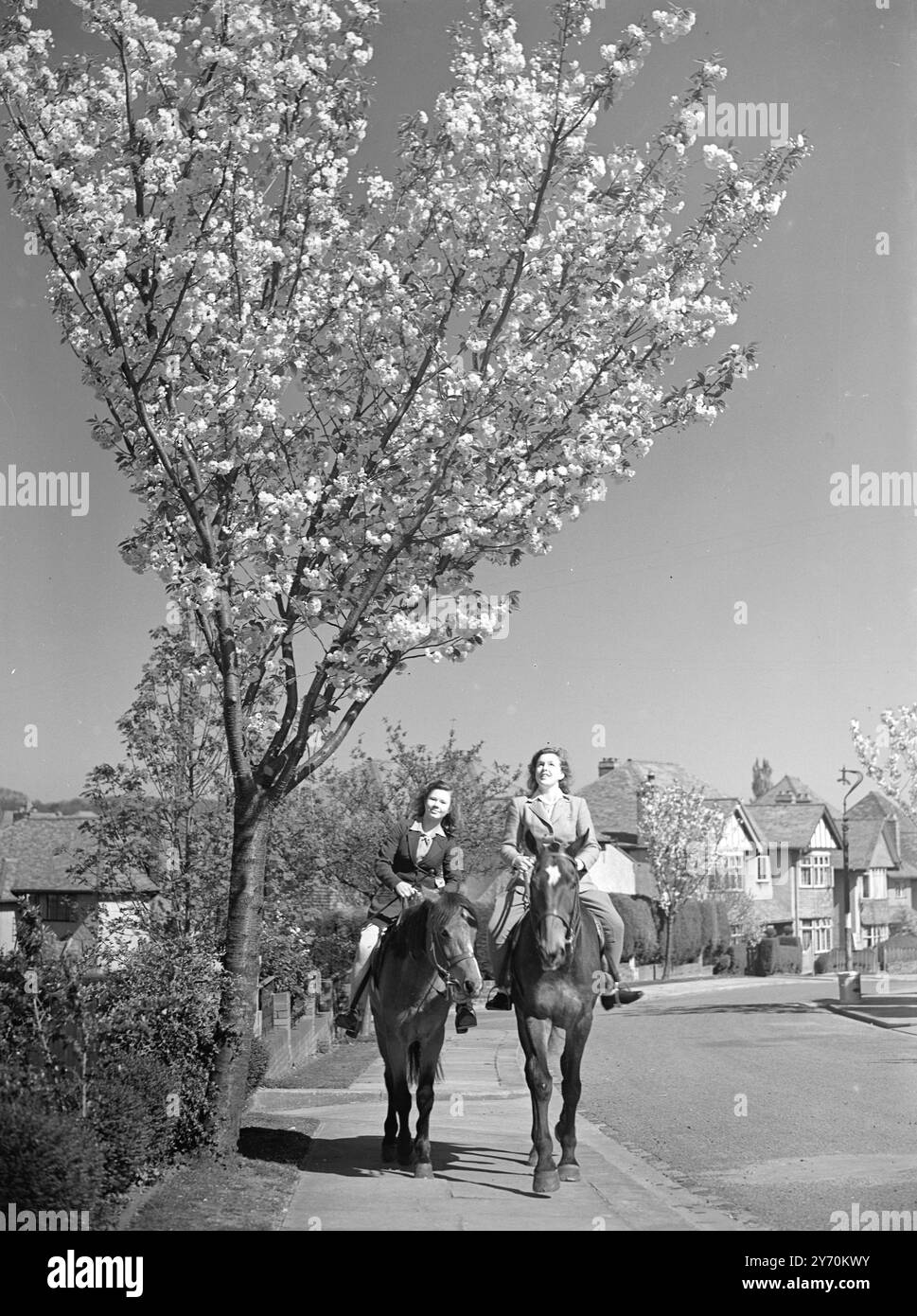 SOUS L'AMANDE BOUGH Girl cavaliers à Westbury - on - Trym , Bristol pause au soleil pour admirer le beau spectacle de fleurs d'amande - cadeau d'un beau , chaud printemps . 21 avril 1949 Banque D'Images SOUS L'AMANDE BOUGH Girl cavaliers à Westbury - on - Trym , Bristol pause au soleil pour admirer le beau spectacle de fleurs d'amande - cadeau d'un beau , chaud printemps . 21 avril 1949 Banque D'Images