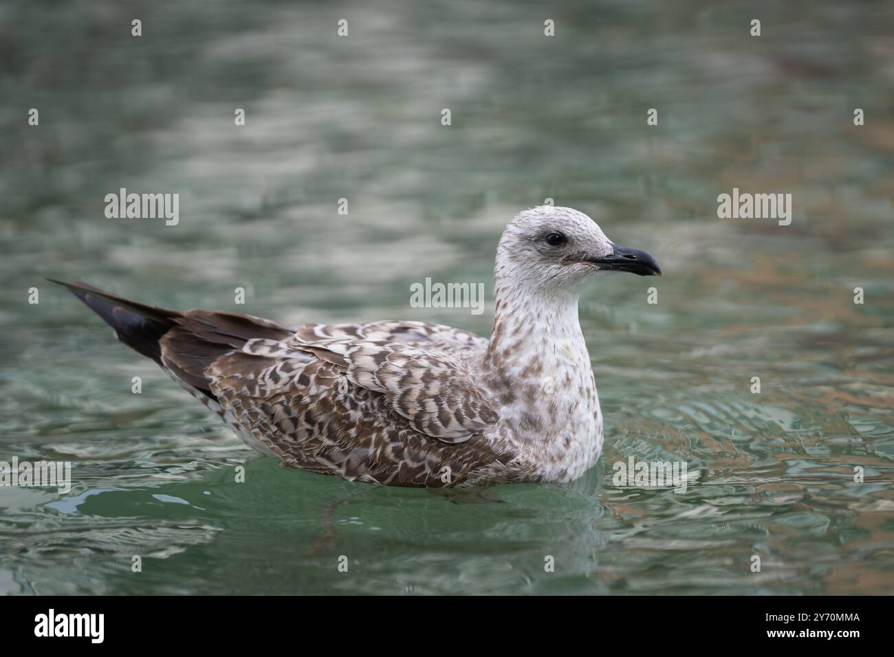 Goélands argentés juvéniles européens flottant sur l'eau. Mouette nageant dans un canal vénitien. Banque D'Images