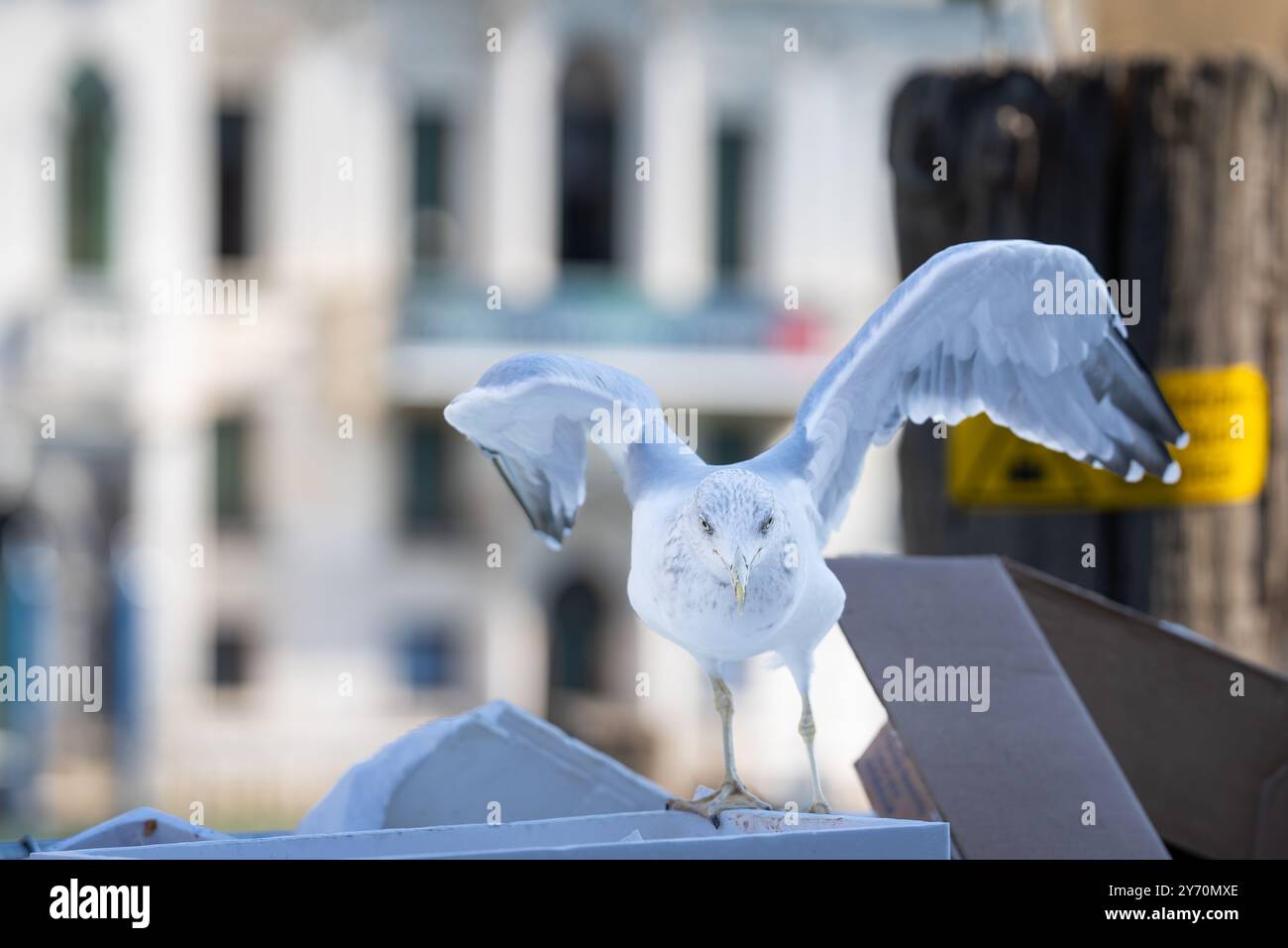 Goéland à pattes jaunes (Larus michahellis) avec des ailes déployées et se nourrissant d'abats de poisson au marché aux poissons du Rialto. Venise - la mouette du marché du Rialto Banque D'Images